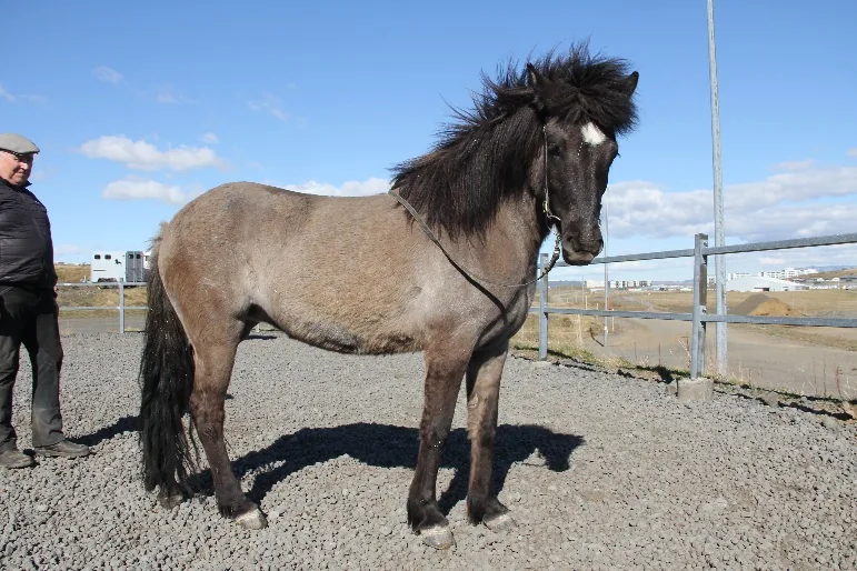Hekla frá Þykkvabæ I