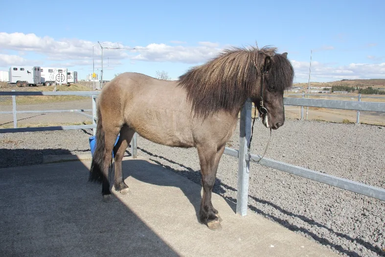 Katla frá Þykkvabæ I
